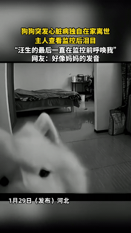 泪目了！河北，一女子的狗狗独自在家突发心脏病离世，结果，女子在查看监控后瞬间泪目
