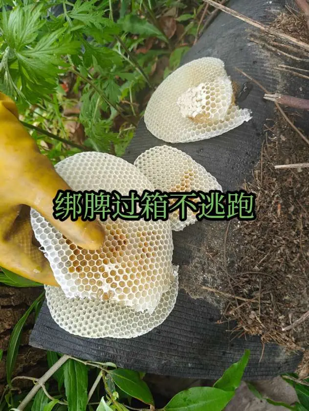 收回来的蜜蜂绑脾过箱