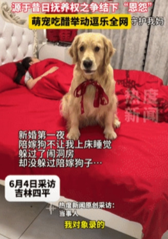 “万物皆有灵！”吉林四平，一夫妻新婚第一夜，新郎准备上床睡觉时，陪嫁狗却跑到床上