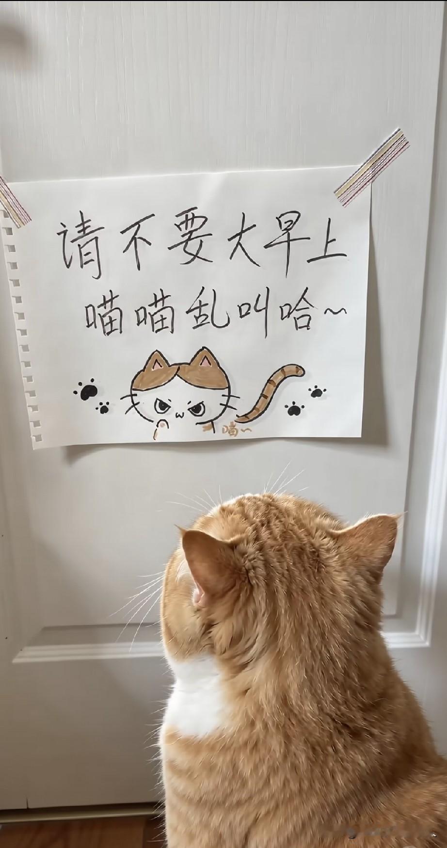 橘猫真的听得懂呢，现在只敢小声叫一下