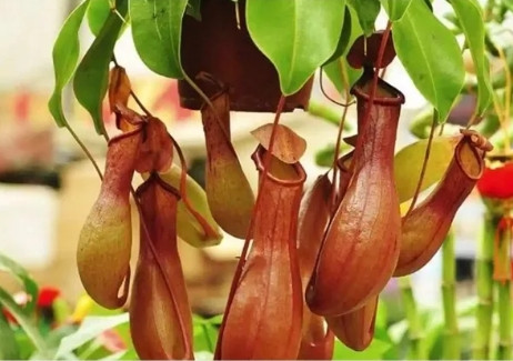 植物冷知识，看看你都知道哪些？