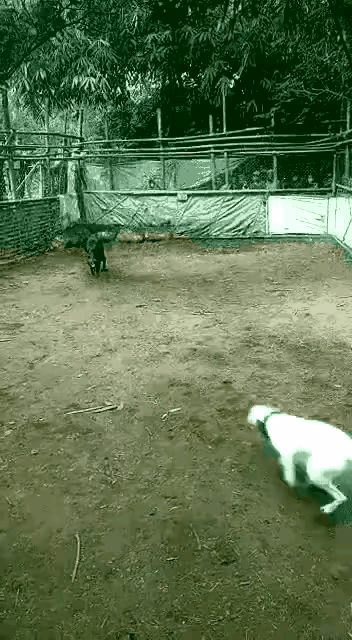 看起来无比蠢笨的猪，为什么没有在进化中灭绝？因为它把“高攻、高防、速度快、繁殖快