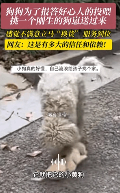 万物皆有灵！江苏，一女子经常投喂流浪狗，不料小狗生崽之后，竟然叼着一只狗崽送女子