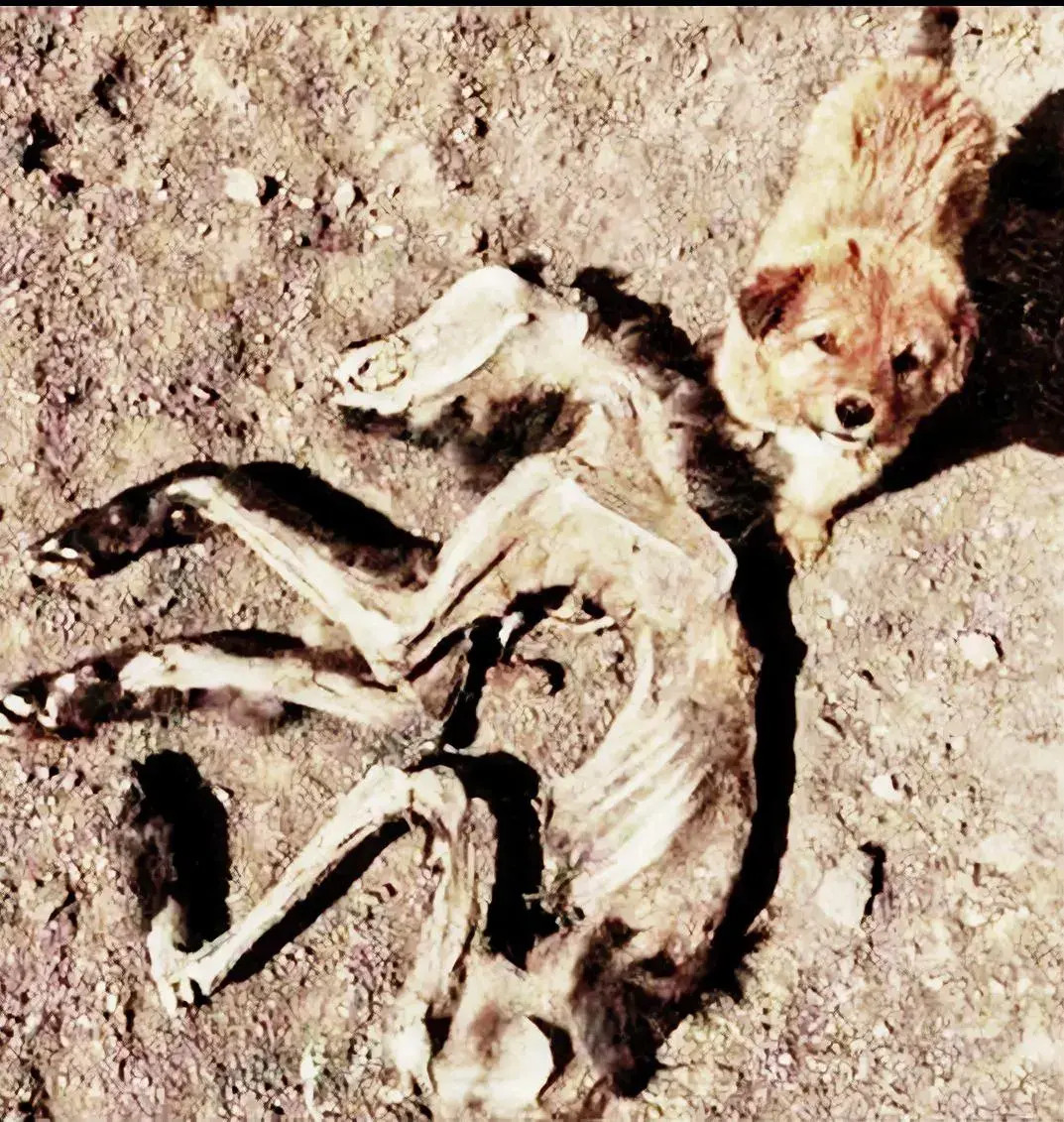 昨天中午刚从朋友家回来的途中，路过一马路时，远远地看到一只小狗不停地一边叫一边四