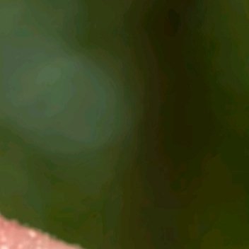 芙蓉花种植方法1.土壤选择 喜肥沃、疏松、排水良好的沙质土壤。可用腐叶土、园土