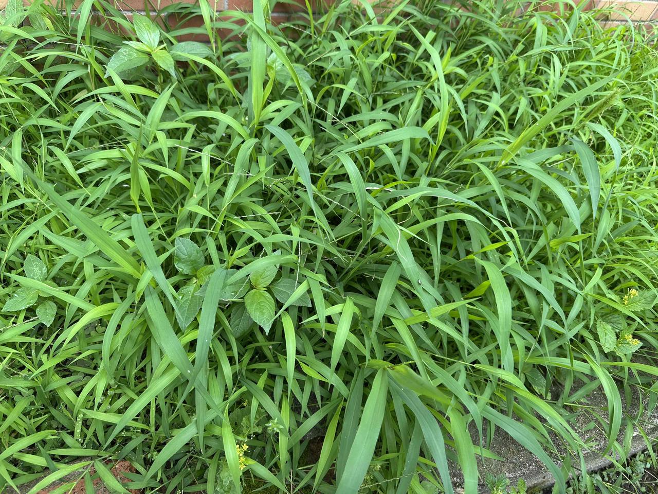 邻居自建房外墙墙角的绿化带就这样荒芜着，现在是绿草悠悠还算养眼，过一段时间可能就