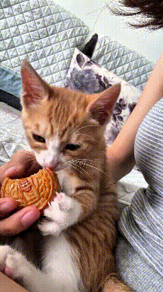 主人拿着月饼，刚掰下一块，一旁的小橘猫立马凑过来，钻进主人怀里，两只小爪子捧着月