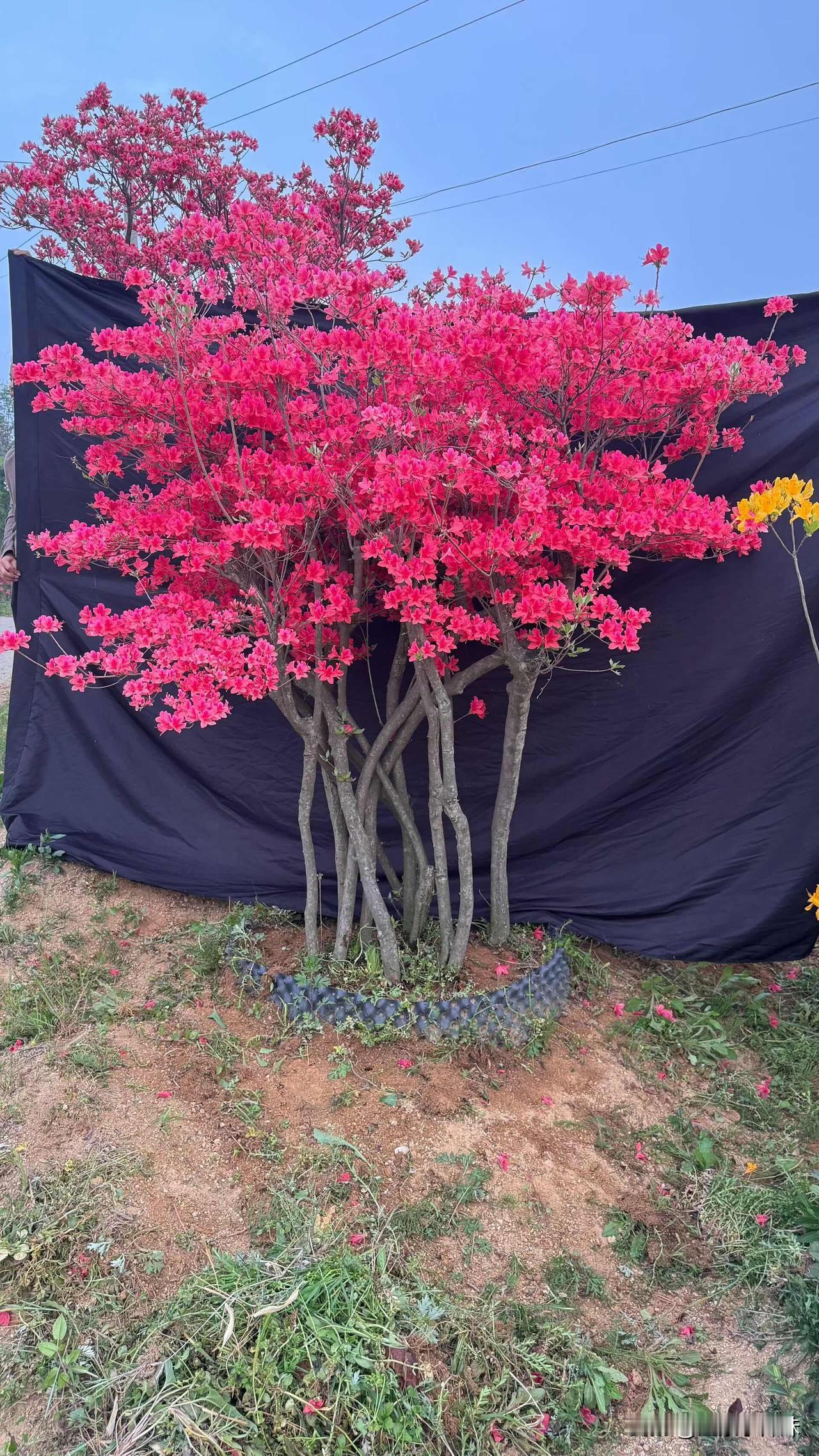 三棵大地景映山红