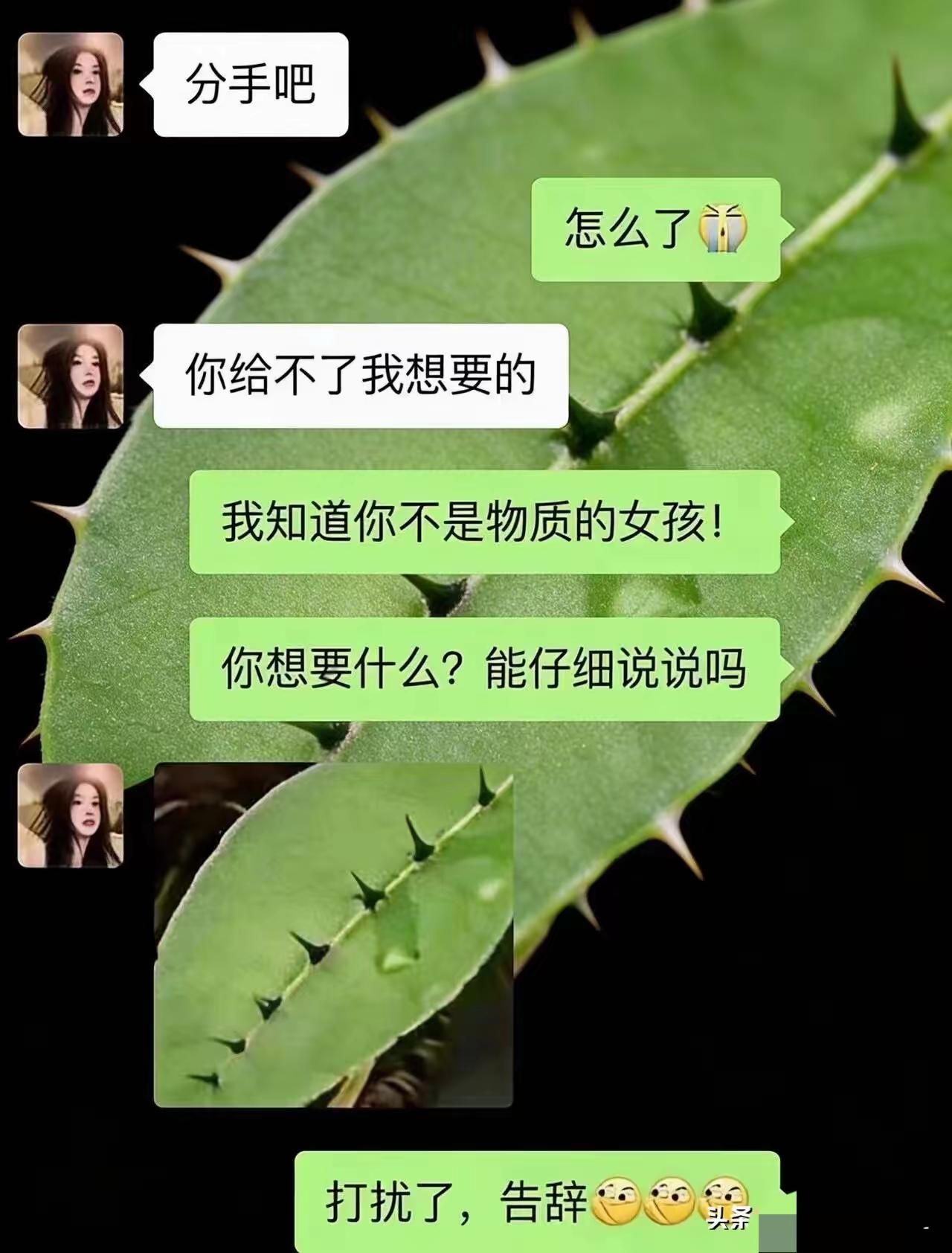 一个树叶，七个刺，这是什么树叶呢？