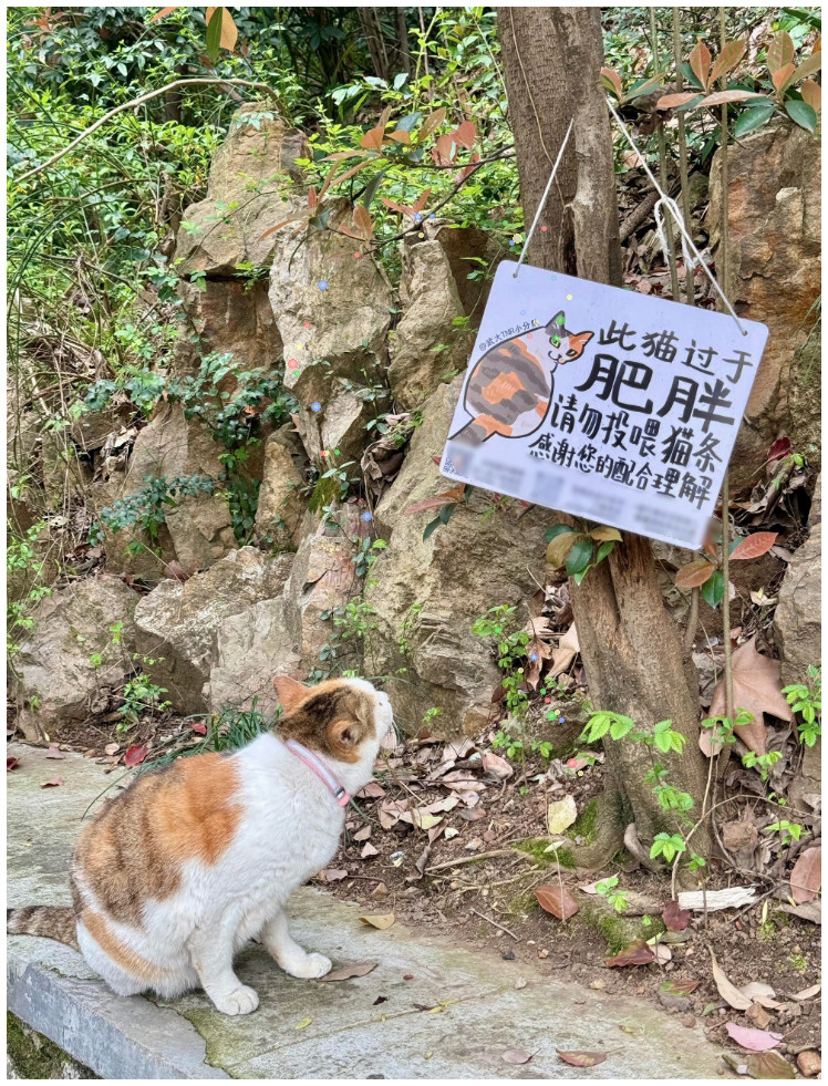 恶语伤咪心，猫猫别看，是恶评！