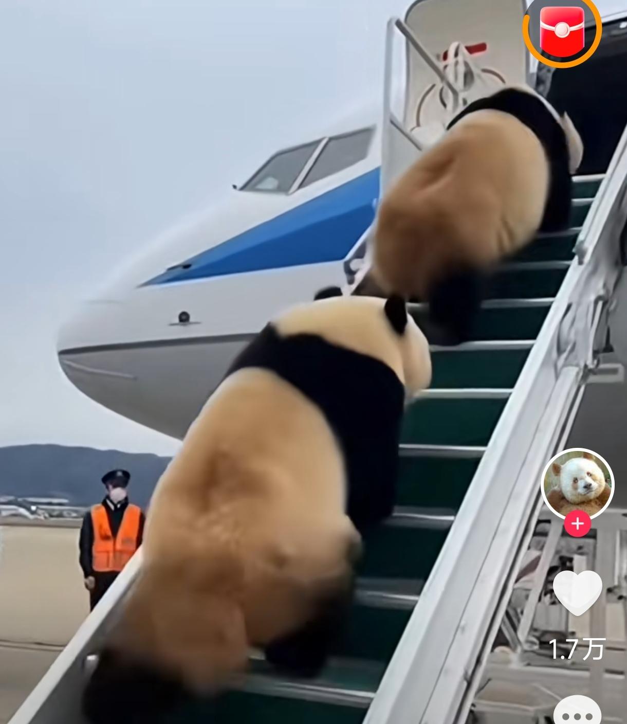 大熊猫之所以义无反顾离开日本，说起来比有些人强，大熊猫听不懂日语，也不喜欢看日本