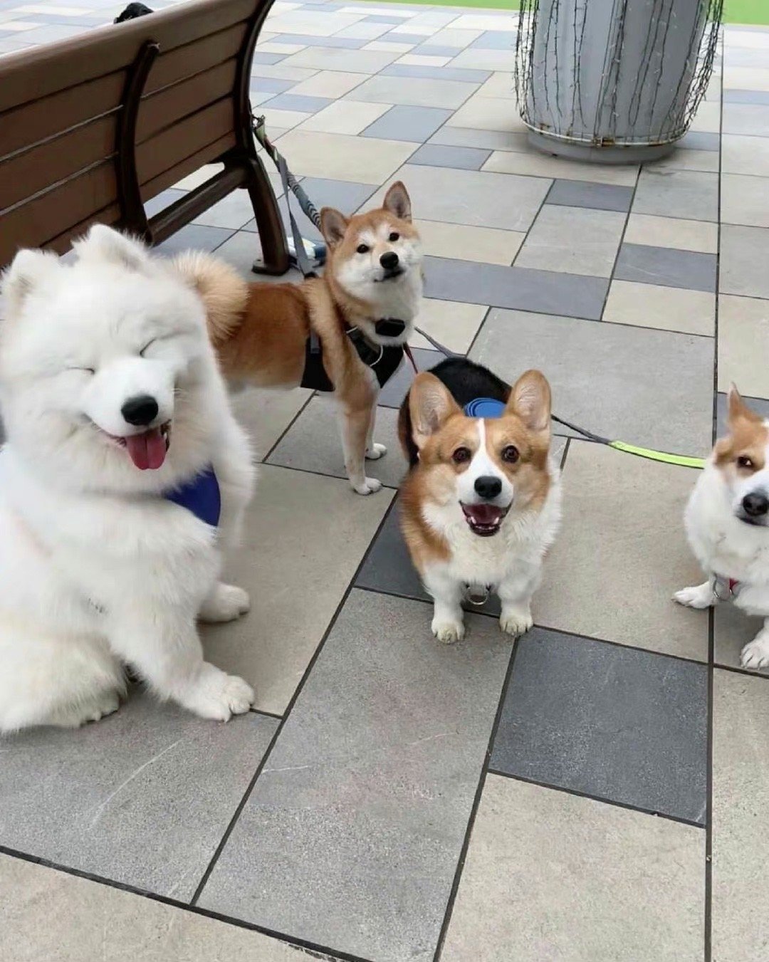 萨摩耶：我晒不黑哈哈哈哈哈​​​