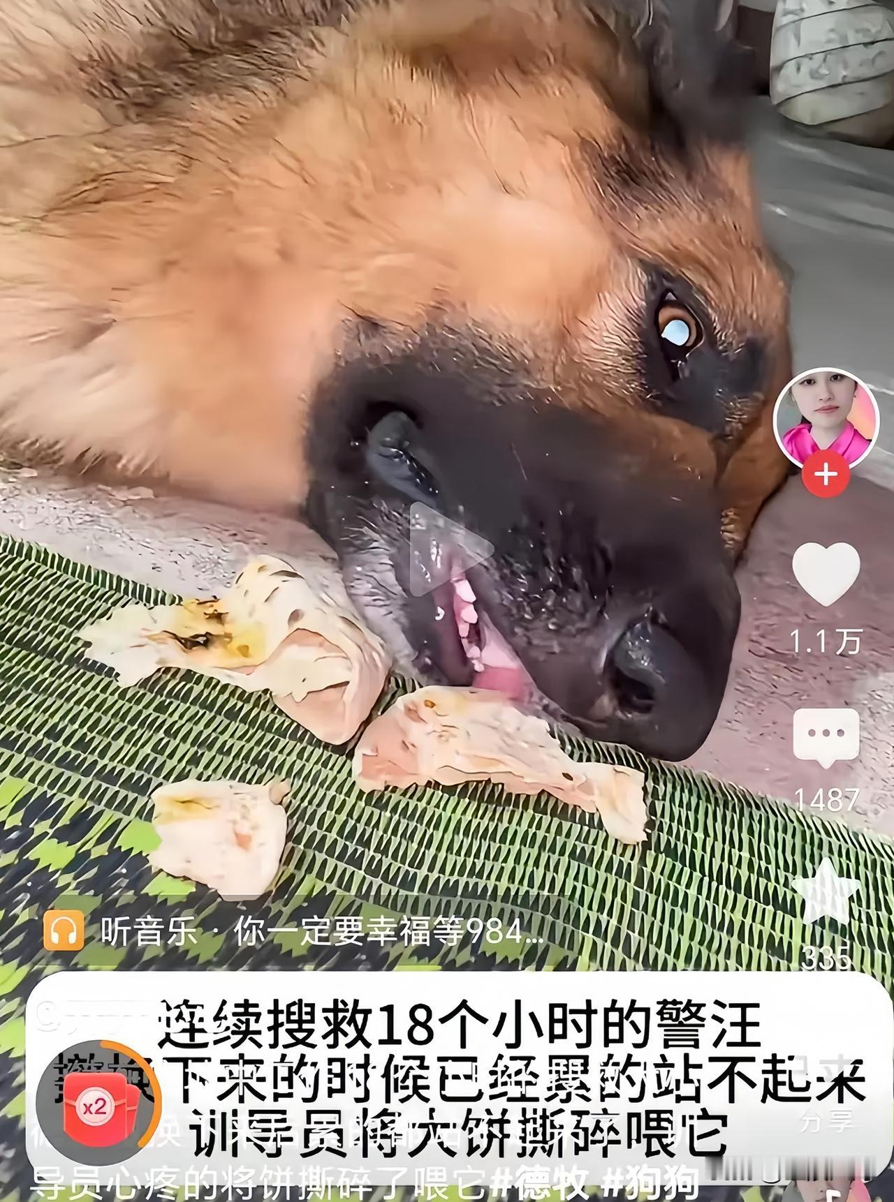 破防泪目！西藏吉隆口岸连夜救援，人累瘫、搜救犬也累到趴地不起🔥总有一些