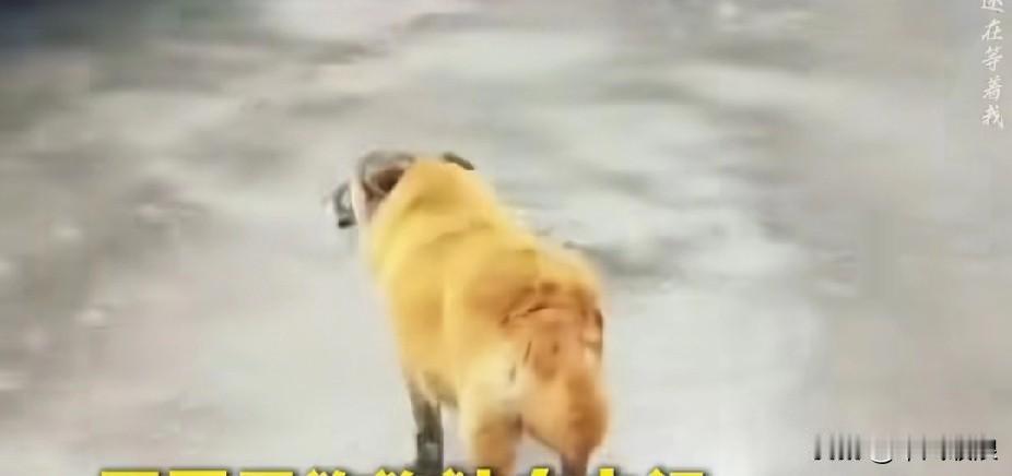 狗狗意识到自己在阳间的时日已然不多，于是选择离家出走。主人明白它大限将至，赶忙呼