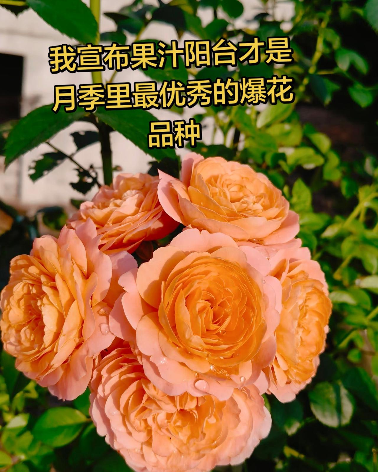 盆栽月季苗种花拍花也是一种享受月季果汁阳台果汁阳台月季