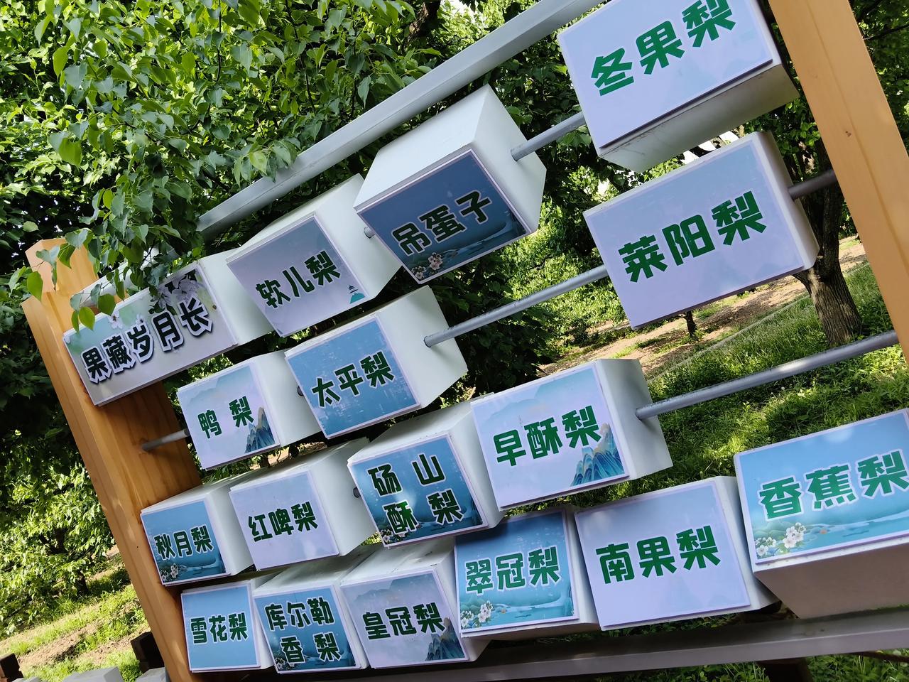 在兰州市皋兰县什川镇不看不知道，一看吓一跳。虽然我知道什川古梨园盛产梨子，但是