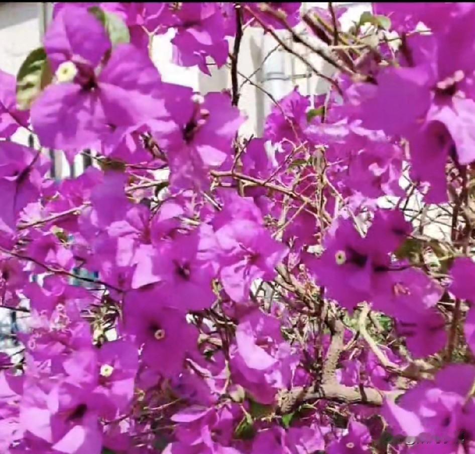 变化怎么这么大……2024年4月中旬，三角梅灿烂开放后，开始逐步凋零。那时我