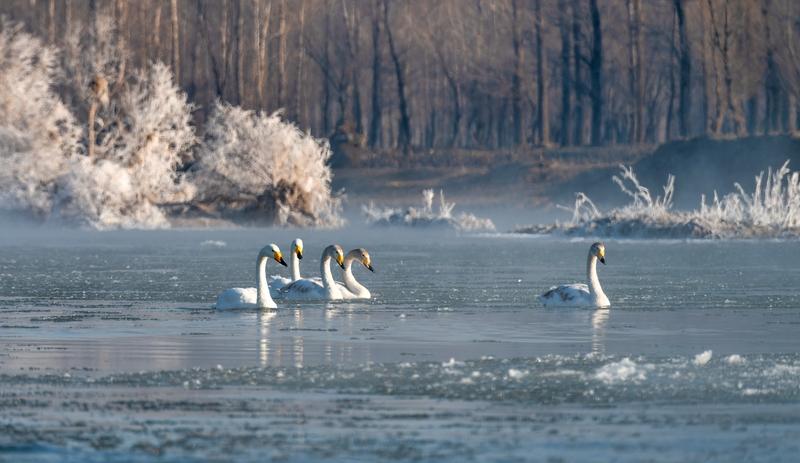 大寒迎年藏着哪些讲究大寒迎年讲究可不少！大寒后离春节近了，有“大寒三候”的说法