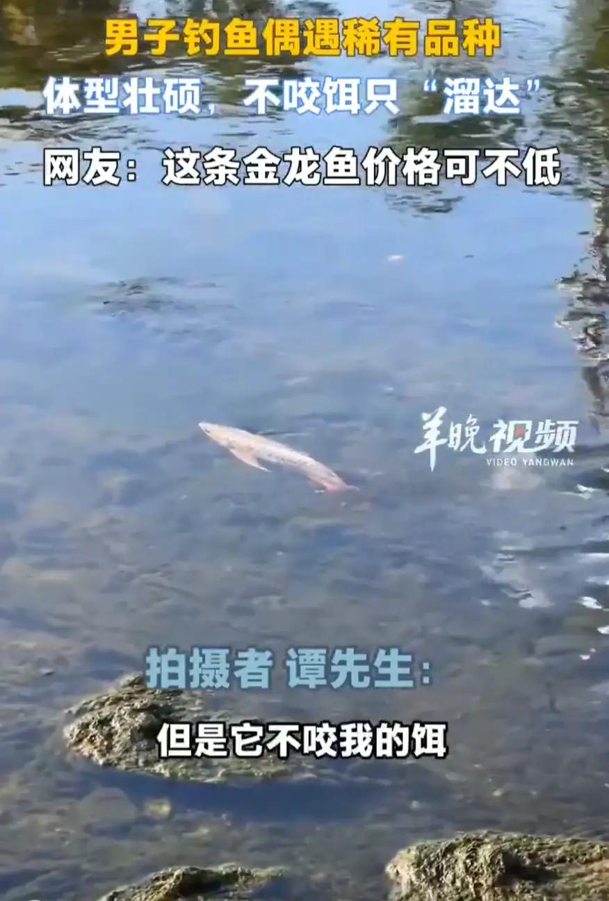 广东江门，一男子去河边钓鱼，突然在水里看到一个稀有品种，男子一眼就认出是金龙鱼，