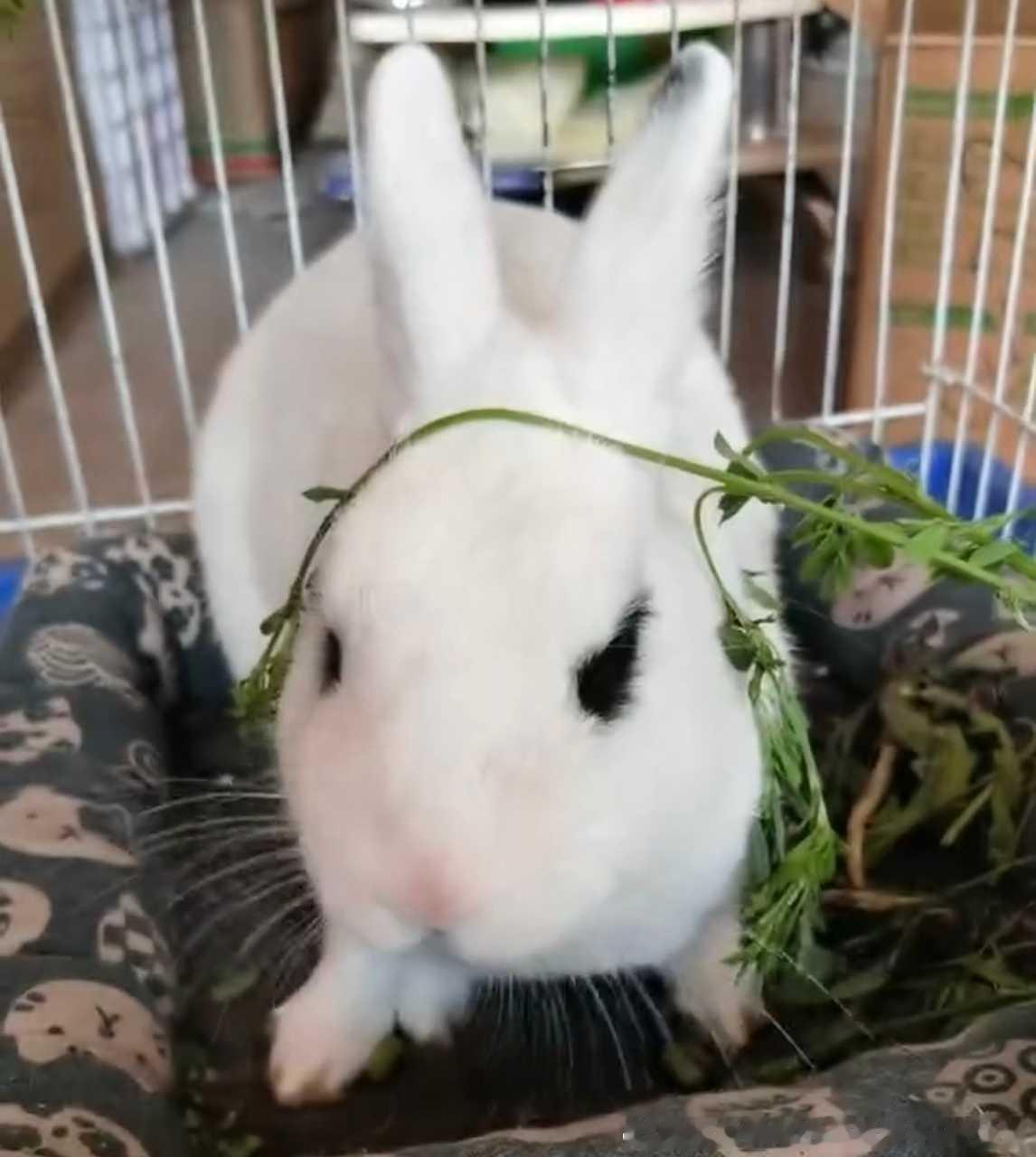 15396🐇【🐰】人的大作和模特小猪​​​