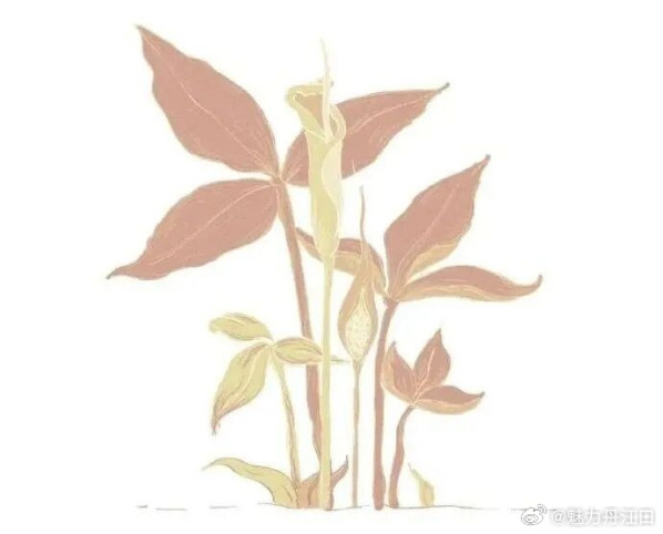传统文化|二十四节气：夏至夏至日，太阳光直射地球的位置到达一年的最北端，几乎直射
