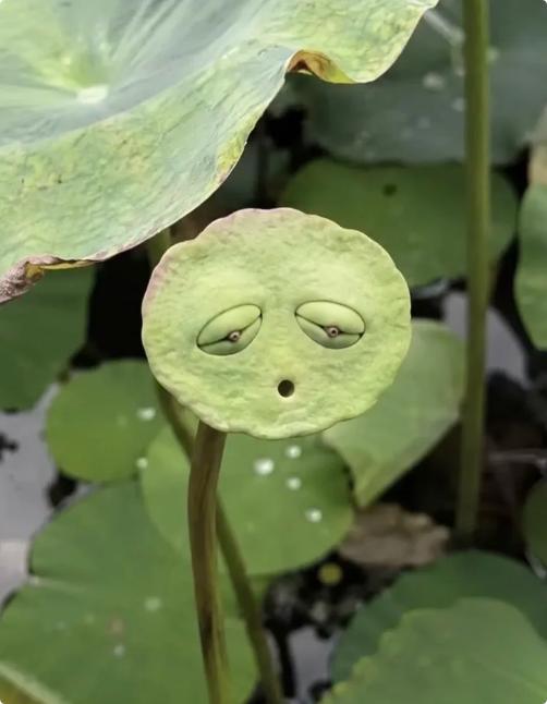 醍醐灌顶的一段话：“少和别人吃饭，少和别人说话，没事儿少交朋友，尽可能的独处。现