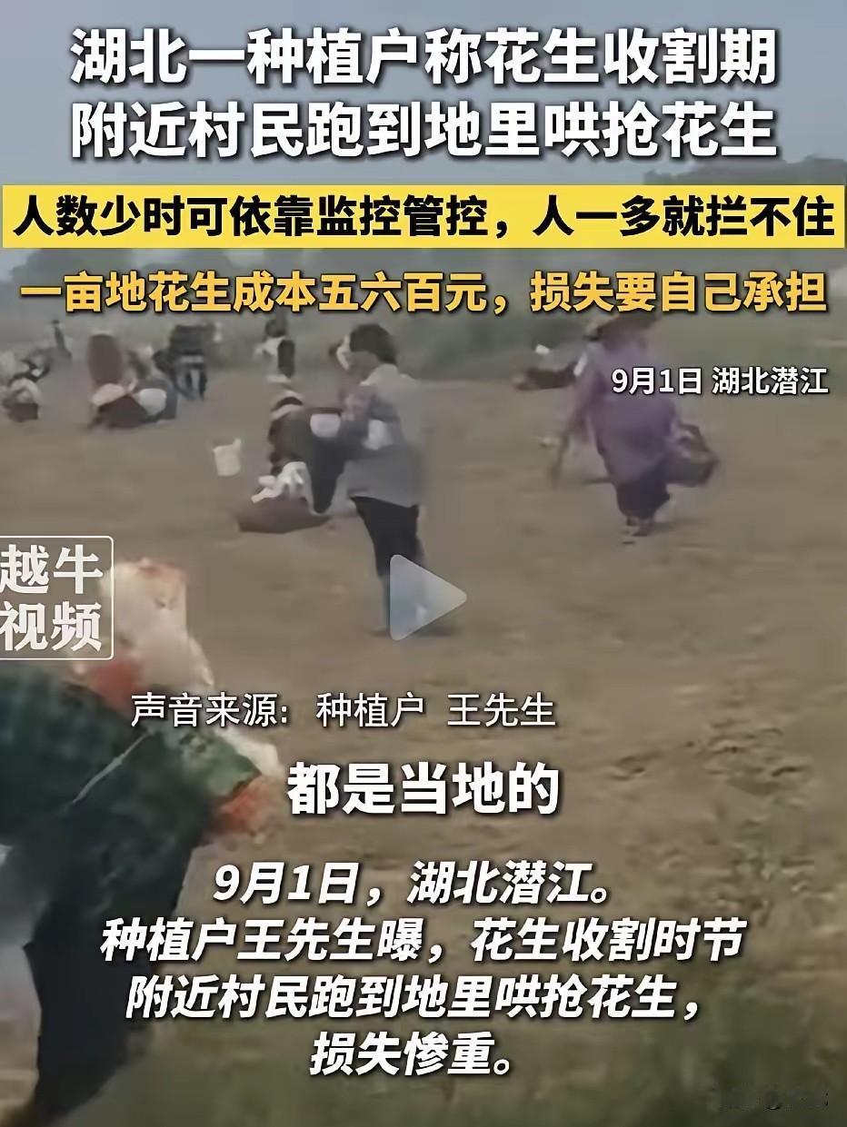 潜江千亩花生被村民哄抢，农户哭了：大半年白干，明年再也不种了！9月1日，王先生