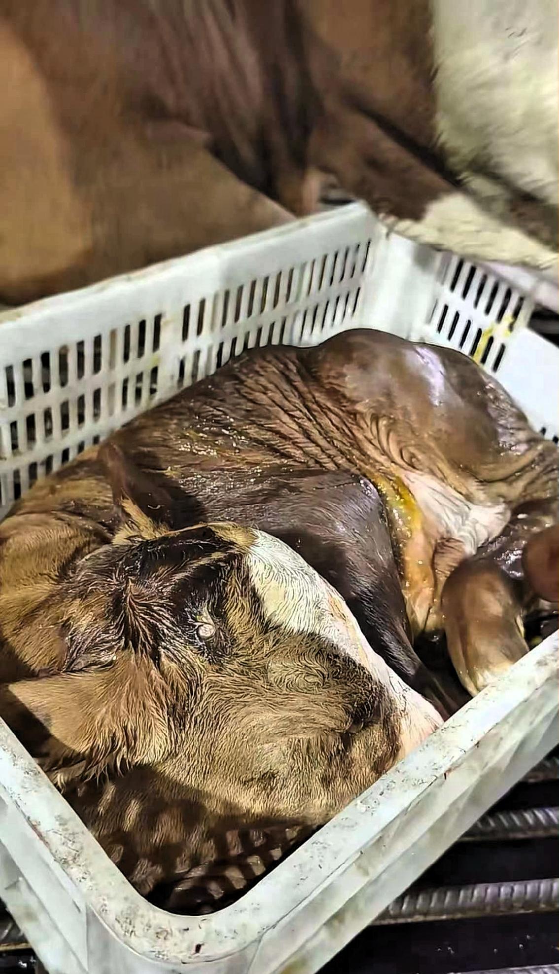 这头牛妈妈刚被送进屠宰场，努力的生下了牛宝宝，在和小牛温存片刻后，最后舔了舔牛宝