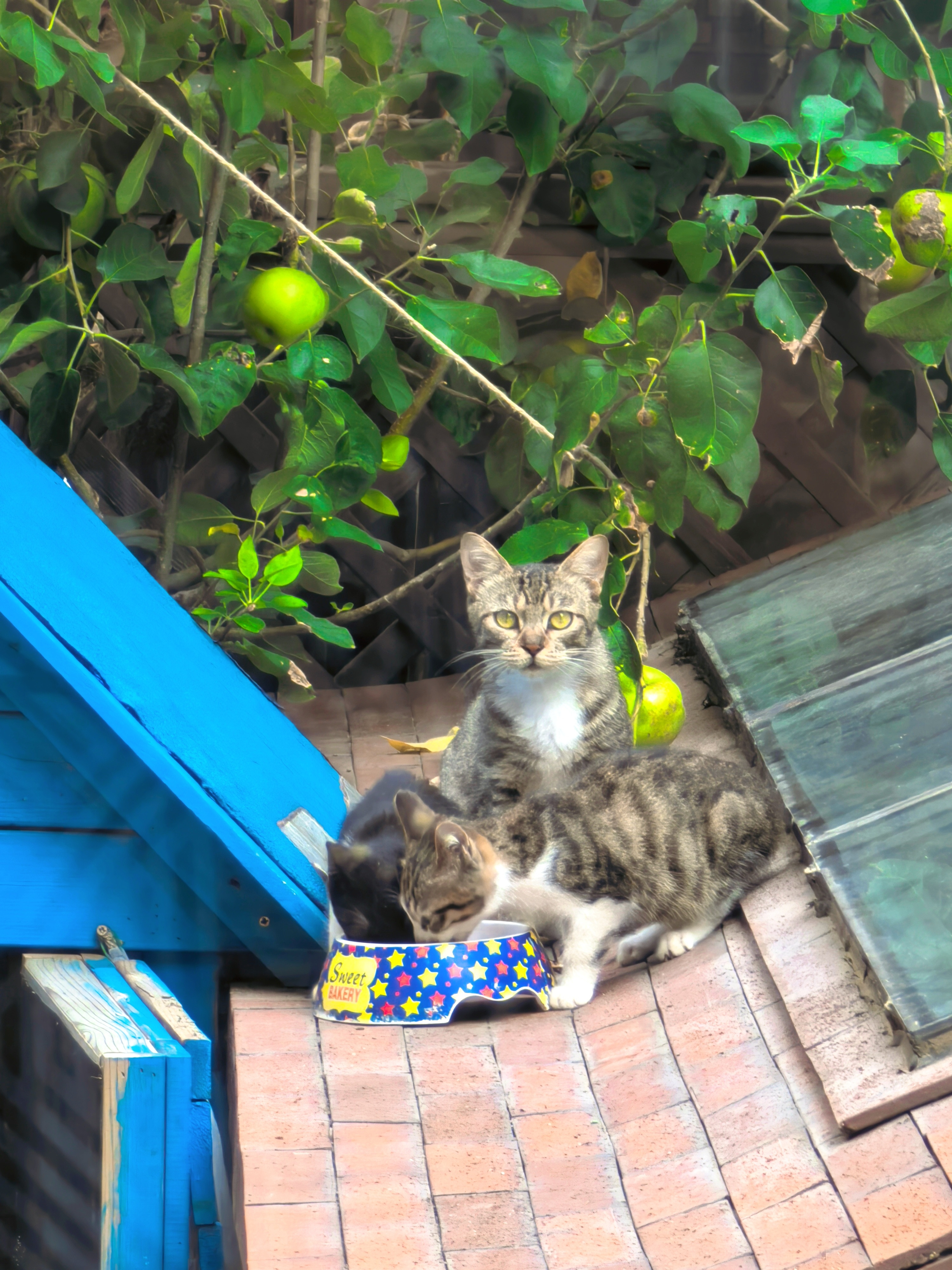 我喂养的三只可爱流浪猫真可爱……[doge][doge][doge]​​​
