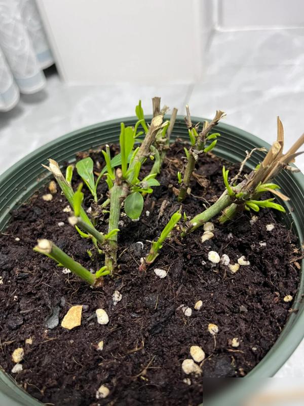 春天一到！养花人可太懂“狠下心”的快乐了！最近温度蹭蹭涨，我家铜钱草冬天蔫得