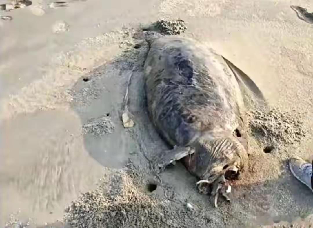 “儒艮”读音“rugen”，是海牛目儒艮科儒艮属已知存在的唯一物种儒艮哺乳时会