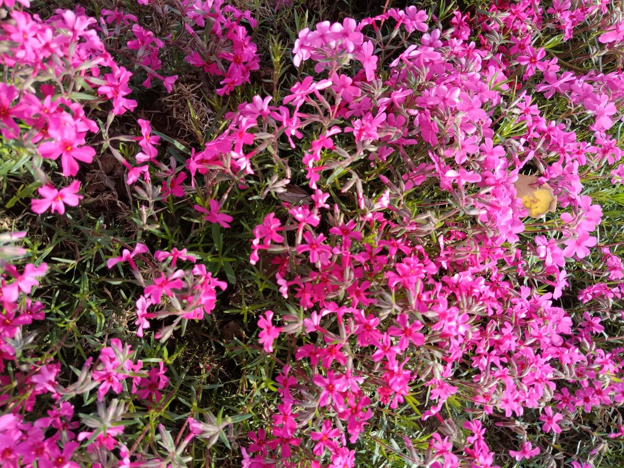 眼下，正是牡丹盛开时节。过于牡丹到底谁是谁非的事情，菏泽与洛阳争吵的喋喋不休。不