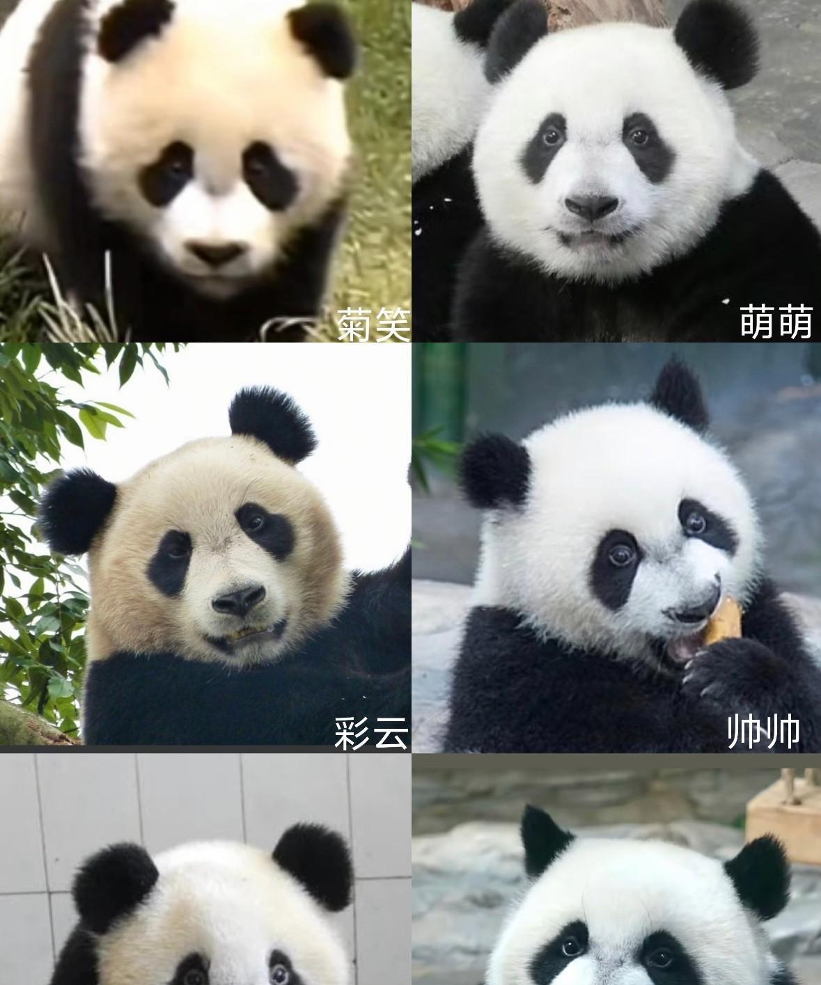 熊猫界的生育天花板——三胞胎妈妈菊笑！别的熊生娃按个算，她生娃按“窝”算！两