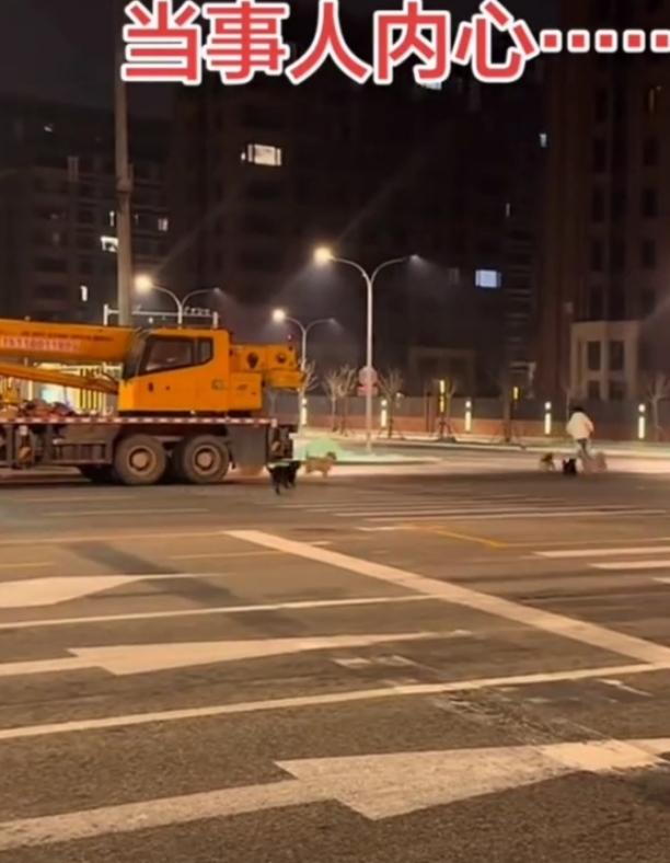 北京西北旺镇最近出大事了，有二三十只流浪狗深夜追咬骑行者，想想就可怕！这些狗就像