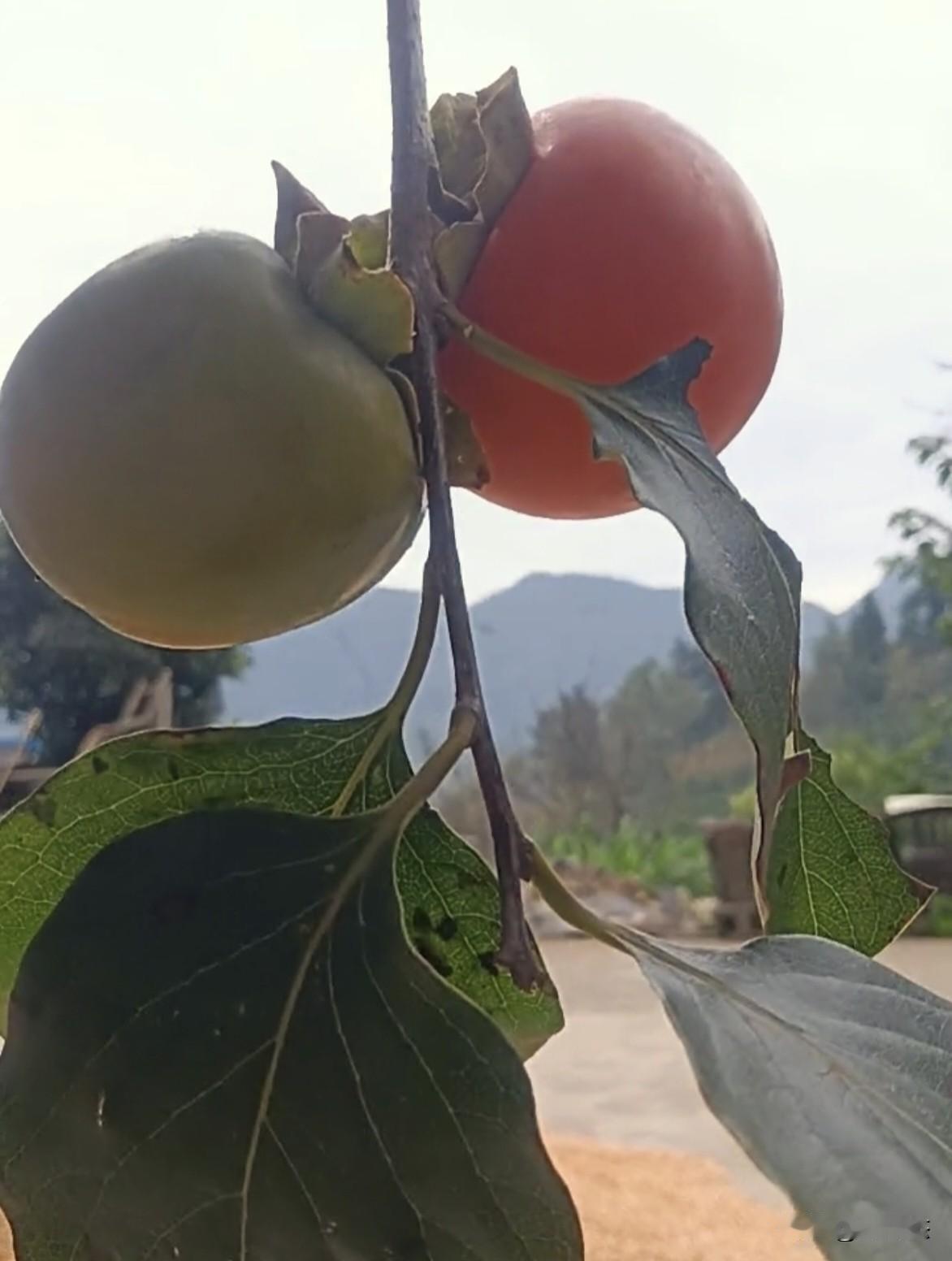 你觉得柿子自己长成熟好吃，还是捂熟的好吃？