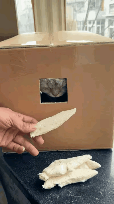 铲屎官为了给猫咪剪指甲和猫咪斗智斗勇，他猫咪放进挖了一个洞的纸箱里，在洞口拿好吃