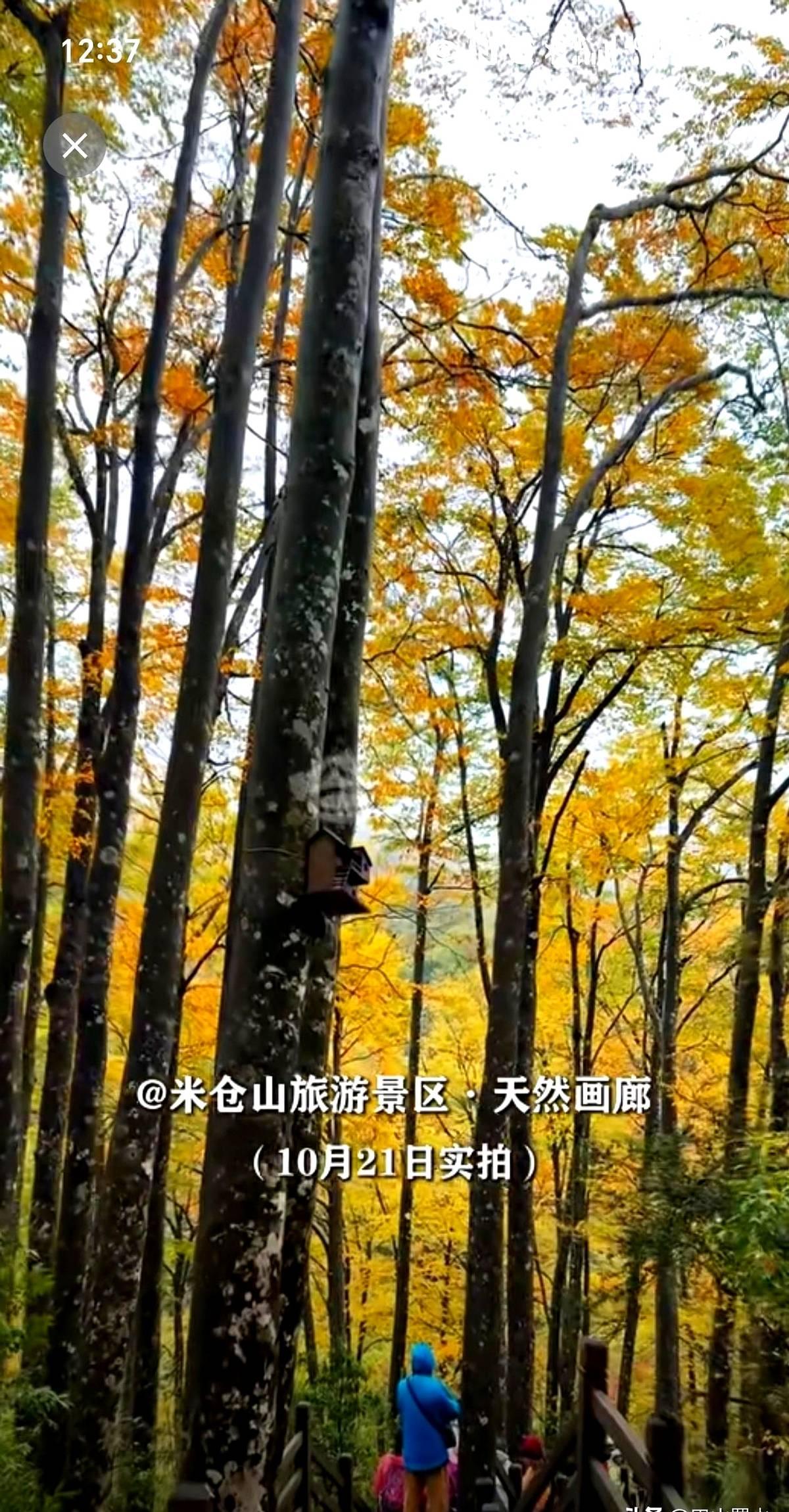 光雾山景区米仓山景点今日实拍图，叶子已经逐渐变红叶子一红，人心就动，可动得早