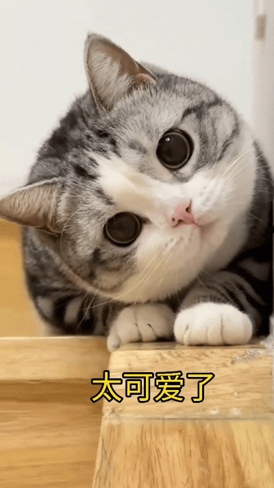 你说可爱不可爱？正举着手机想拍点啥，小猫咪突然凑过来，歪着脑袋直勾勾盯着镜头，圆