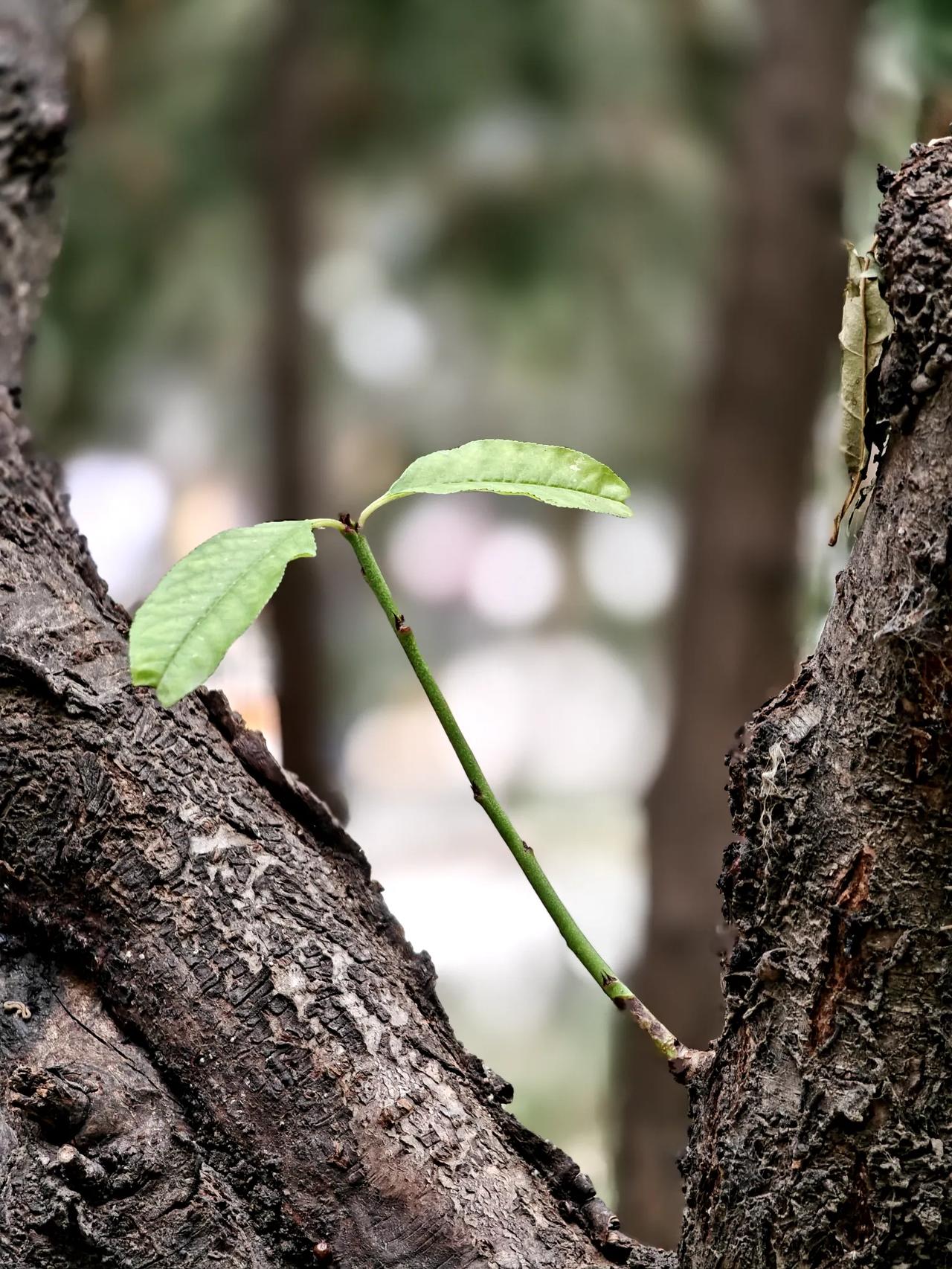 中午给车充电，趁着充电等待的时间，来几张手机摄影照片，感受一下冬天的气氛。天气也