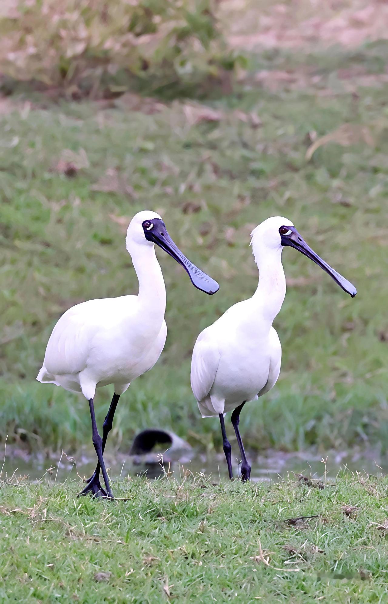 像不像在给我大白眼？神奇动物在抖音精彩片段分享给大家欣赏爱护大自然保护野生动