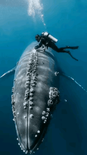 现在人爱护动物，关心动物，能够主动为鲸鱼清理藤壶，帮助它们卸下身上的重负，假如不