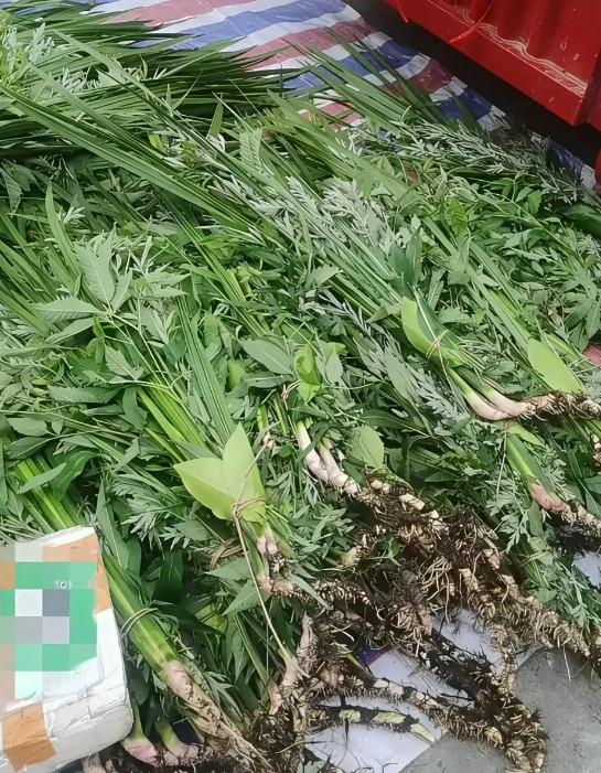 广东一男子瞅见艾草卖5块一把好赚钱，端午节到后山薅了50把进城卖。为抢生意，直接