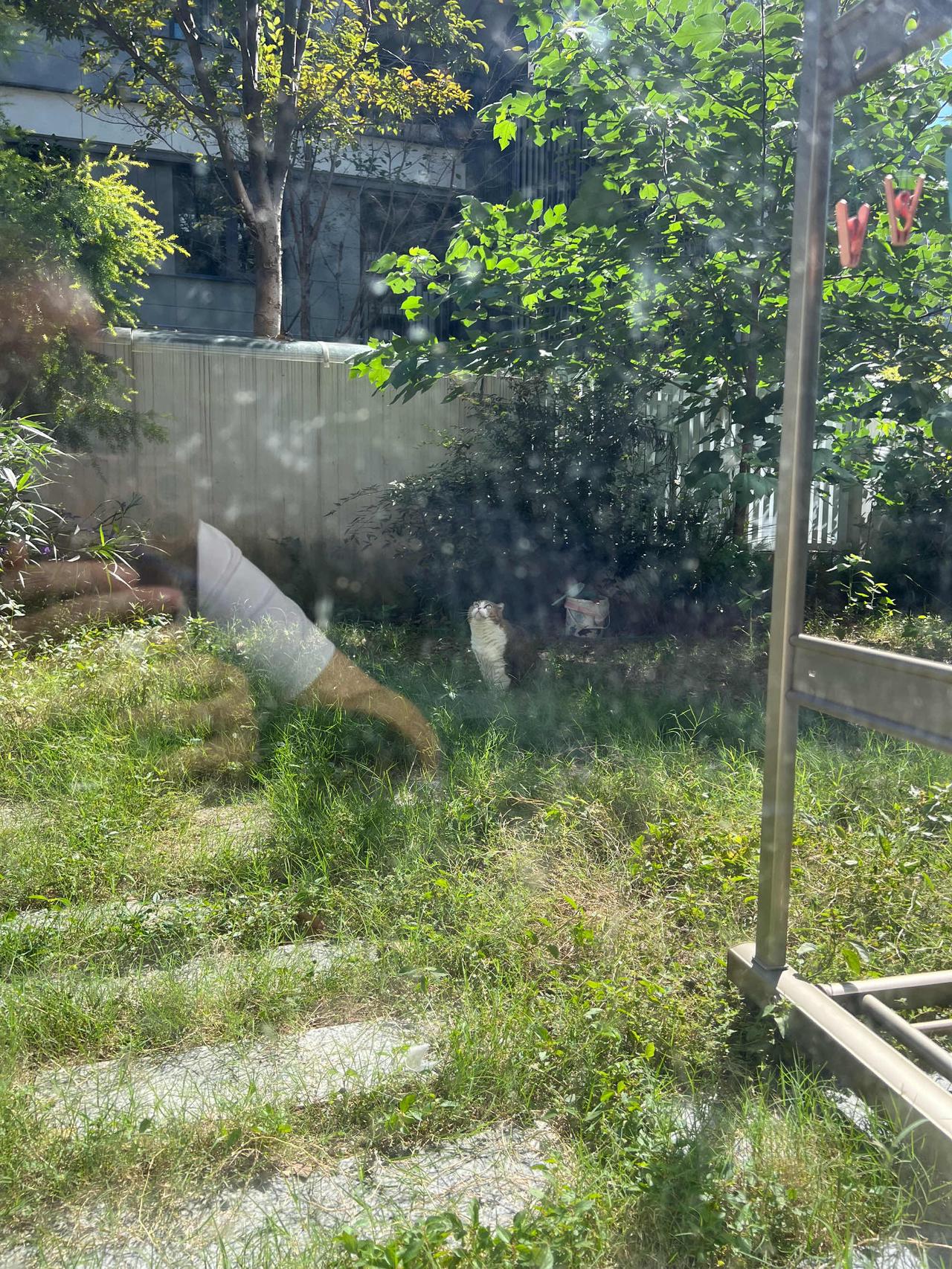 别的猫出去玩都是嘻嘻荡荡的，只有小鹿是出去发呆的[笑着哭]