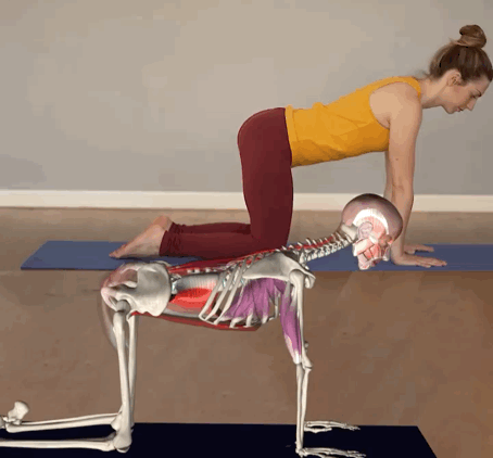 跑步岔气你有没有跑步岔气的经历？跑步岔气有两大原因，一个是膈肌痉挛，另一个是和