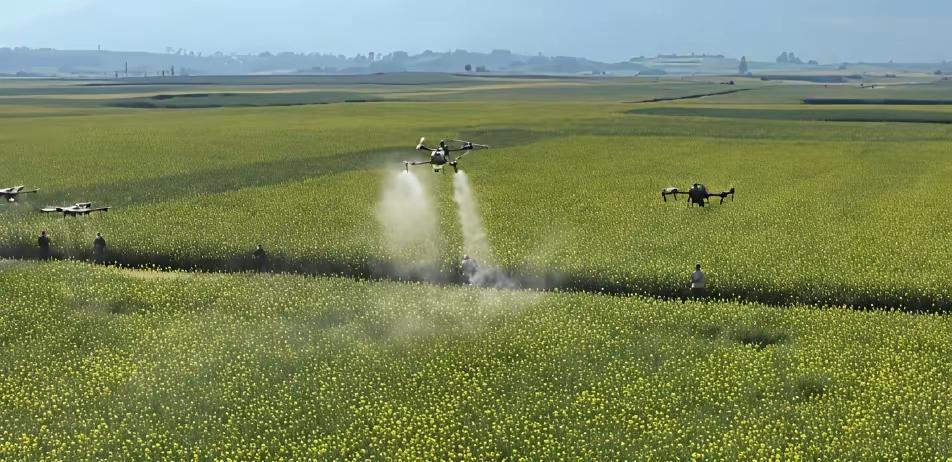 江西湖南正值油菜盛花期，本是蜂农一年中最盼着的时节，可不少人一觉醒来，蜂箱前密密