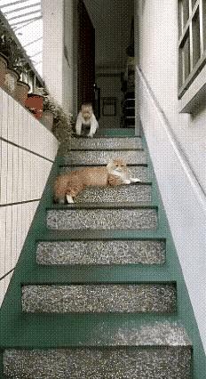 真的看哭了！谁家有刚会走路的娃，谁就能懂这份揪心！小宝宝刚学会走路没几天，