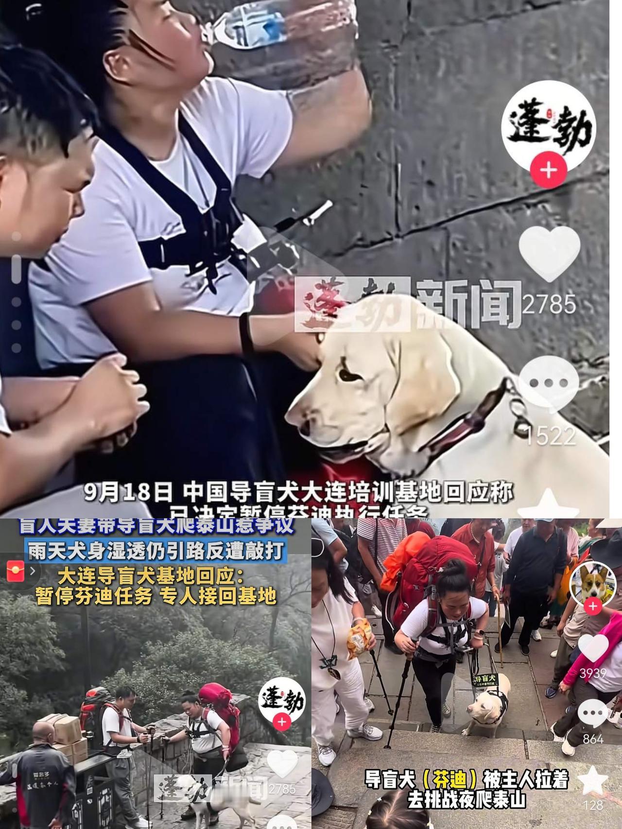 芬迪被连夜接走了这只曾陪盲人夫妻冒雨征服六千级泰山台阶的拉布拉多，竟因残联一句