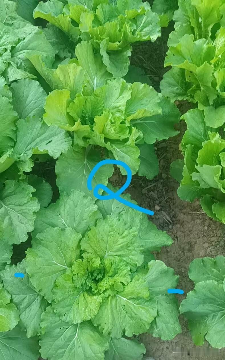 大白菜迟迟不包心该怎么办?好好的莲座期大白菜，包心却明显慢，比如到了秋分节气中