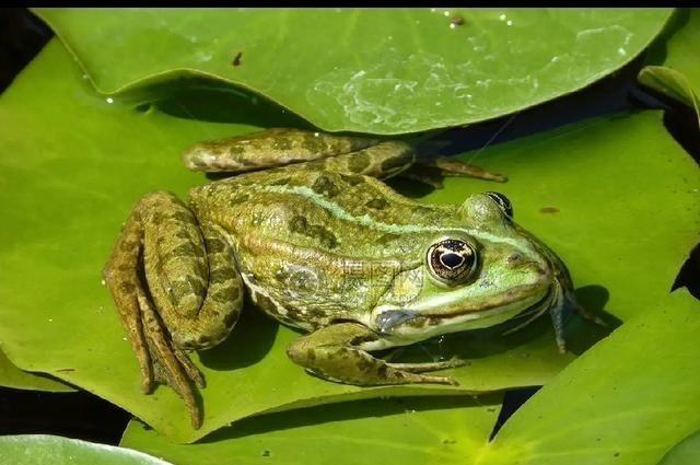 最大的台独分子，再也藏不住尾巴，终于露出来了肮脏的脑袋！原来，最大的台独分子不都