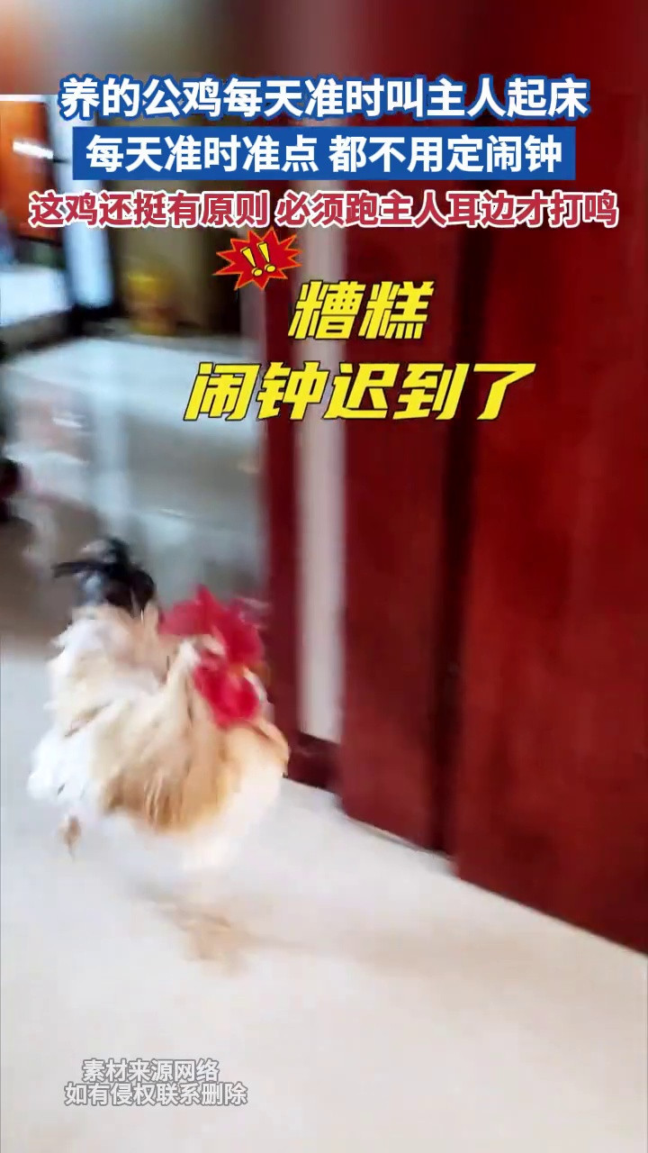 养的公鸡每天准时叫主人起床每天准时准点都不用定闹钟这鸡还挺有原则必须跑主